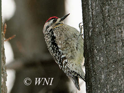 Yellow-bellied Sapsucker (Sphyrapicus varius)